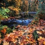 Conan Chee – Goldstream Park