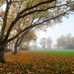 Nathan Philps – Willow’s Park