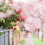 1. Meares Street (ItkasanImages)