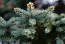 16 places to get your Christmas tree chipped in and around Victoria