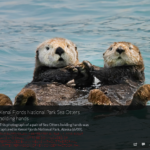 Sea Otters Holding Hands Original