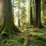 hikers-hoh-rainforest-washington_77996_990x742