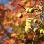 Screen Shot 2017-11-06 at 12.16.11 PM