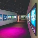 wildlife photography of the year