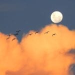 moon-birds-cloud6