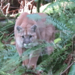 Cougar_stalks_man_-_Vancouver_Island_Man