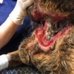 VERY GRAPHIC – Duncan-Dog-neck-wound