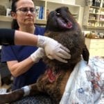 VERY GRAPHIC – Duncan-Dog-neck-wound