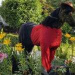 Canada-Day-in-Victoria-BC