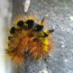 silver spotted tiger moth caterpillar