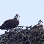 osprey