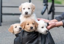 Woman gets to keep her dog after neutering dispute with Victoria Humane Society