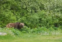 Two individuals fined $6,000 for killing grizzly bear on Texada Island