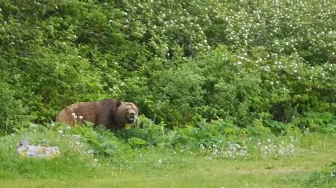 Two individuals fined $6,000 for killing grizzly bear on Texada Island