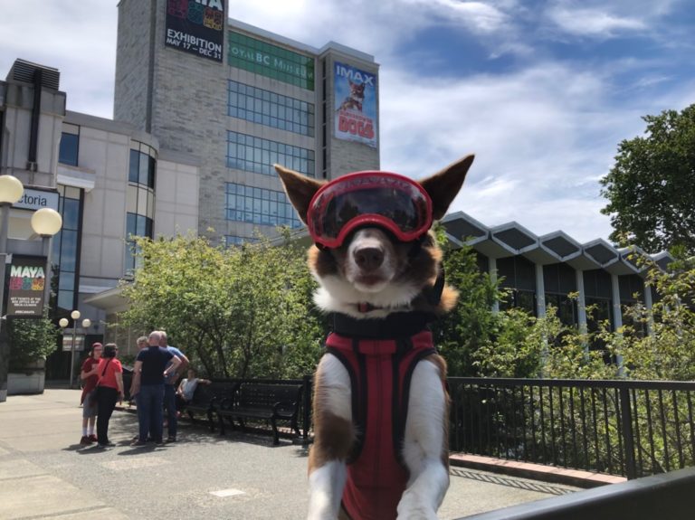BC avalanche rescue super-dog visits Victoria to launch new IMAX ...