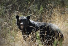 Collision with black bear near Sooke sends 2 motorists to hospital: RCMP