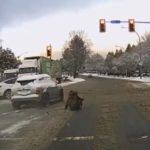 Hit and run Victoria