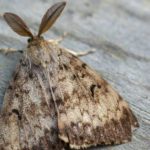 Lymantria (formerly referred to as Gypsy Moth) in British Columbia