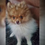 Pomeranian puppy ‘Nugget’