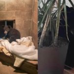 bear goes through cat door