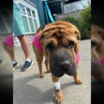 Roxie dog attacked by cougar