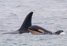 Orca advocates celebrate growth in southern resident killer whale population
