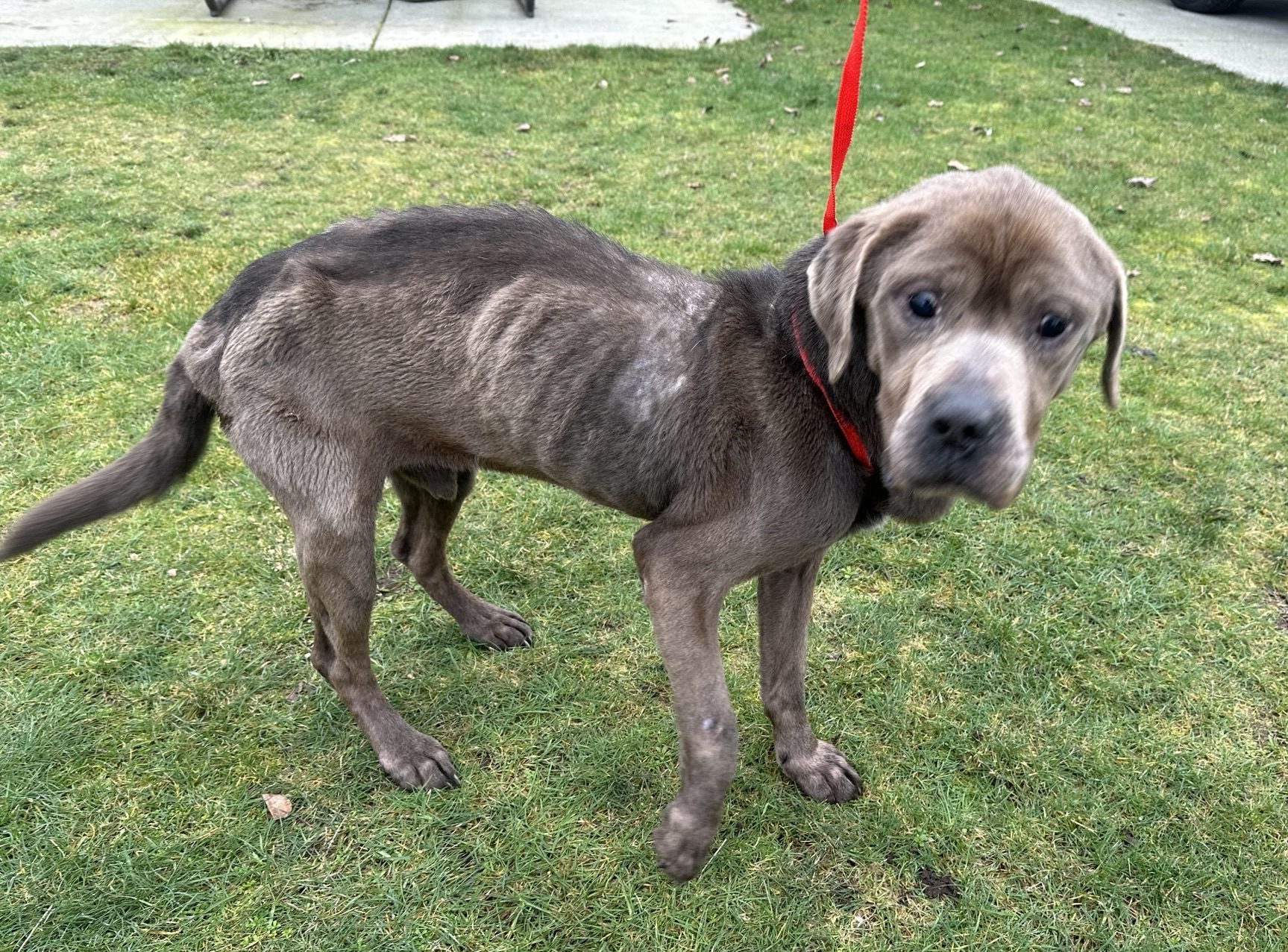 'Truly heartbreaking': Emaciated dog found chained outside in freezing ...