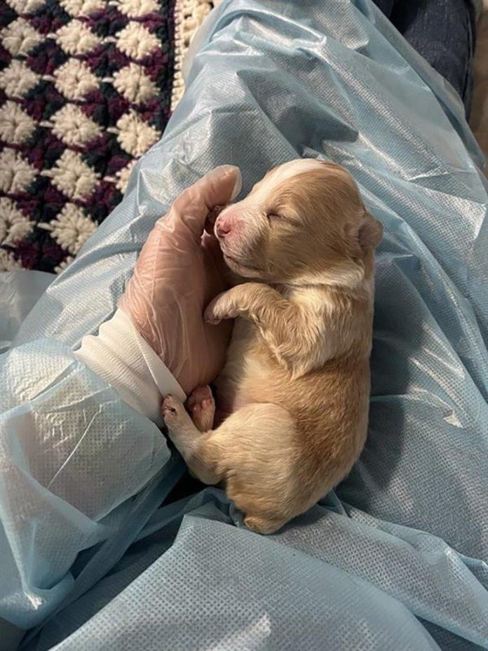 Six puppies and their mother rescued by Vancouver Island BC SPCA