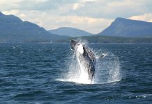Here’s what’s happening for Ocean Week in and around Victoria