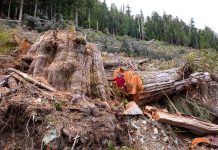 Advocates warn proposed legislation changes could put BC’s old-growth forests at risk