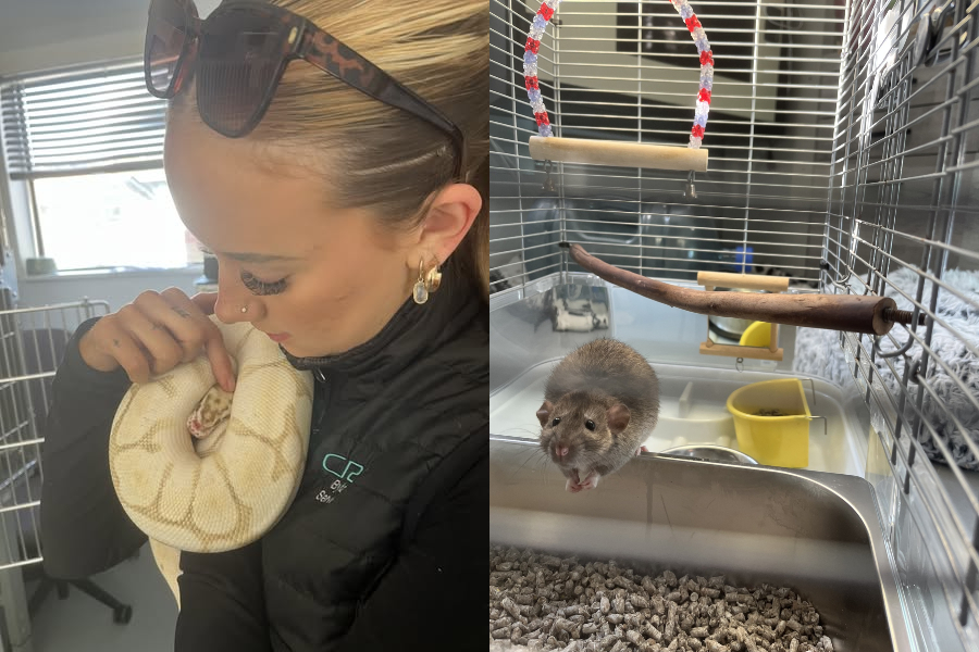 Ball python and rat abandoned at Sooke Potholes now recovering at CRD ...
