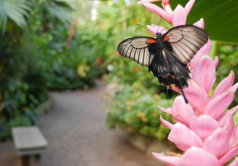 Victoria Butterfly Gardens offering discounts for those in need of nature-based healing