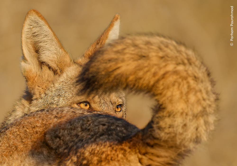 ‘Wildlife Photographer of the Year’ returns to the Royal BC Museum this February (CONTEST)