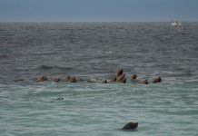 Here’s why sea lions are suddenly flocking to Nanaimo’s shoreline (PHOTOS/VIDEOS)