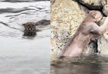 Cougar spotted swimming in the ocean near Tofino (VIDEO)