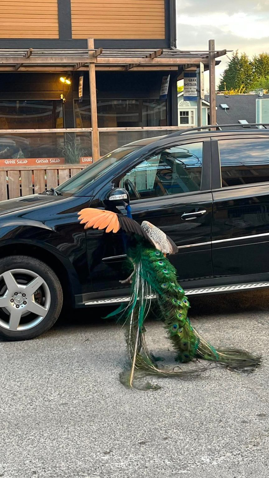 Peacock mistakes shiny Mercedes for romantic rival in Cook Street ...