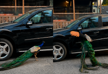 Peacock mistakes shiny Mercedes for romantic rival in Cook Street Village (PHOTOS)