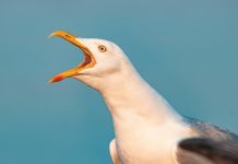 Here’s why you might hear people screaming like a seagull in Victoria this weekend