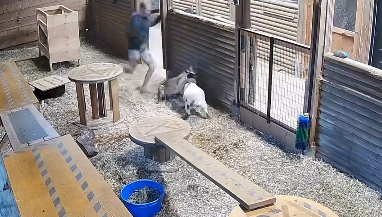 Nanaimo woman kicks cougar to save baby goat in dramatic attack caught on camera (VIDEO)