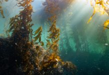 UVic data highlights devastation of Vancouver Island kelp forests from climate change