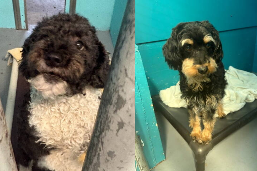 Stolen pets found on Vancouver Island reunited with families in Saskatchewan