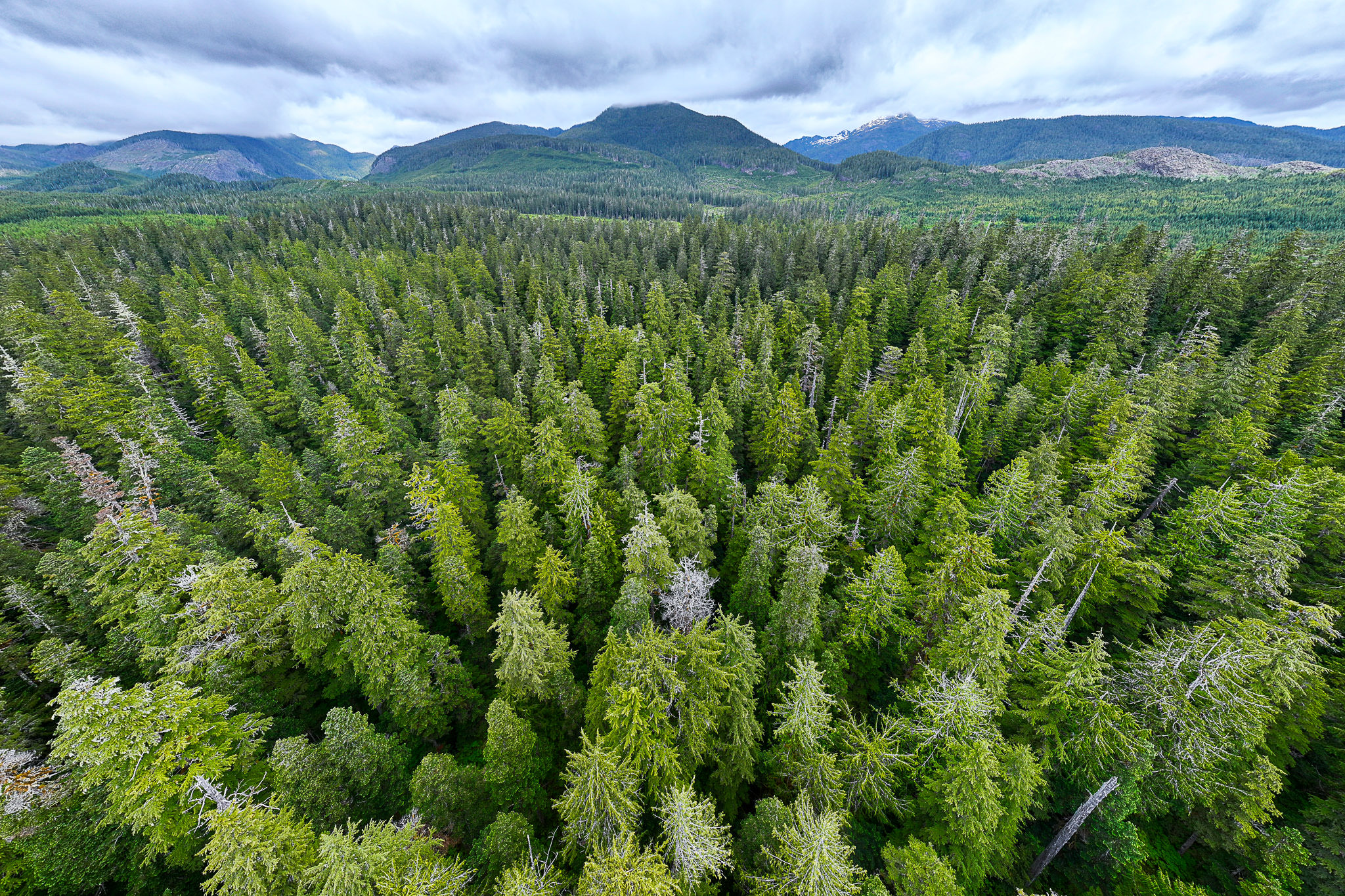 Old growth advocates call for protection of at-risk Vancouver Island forest
