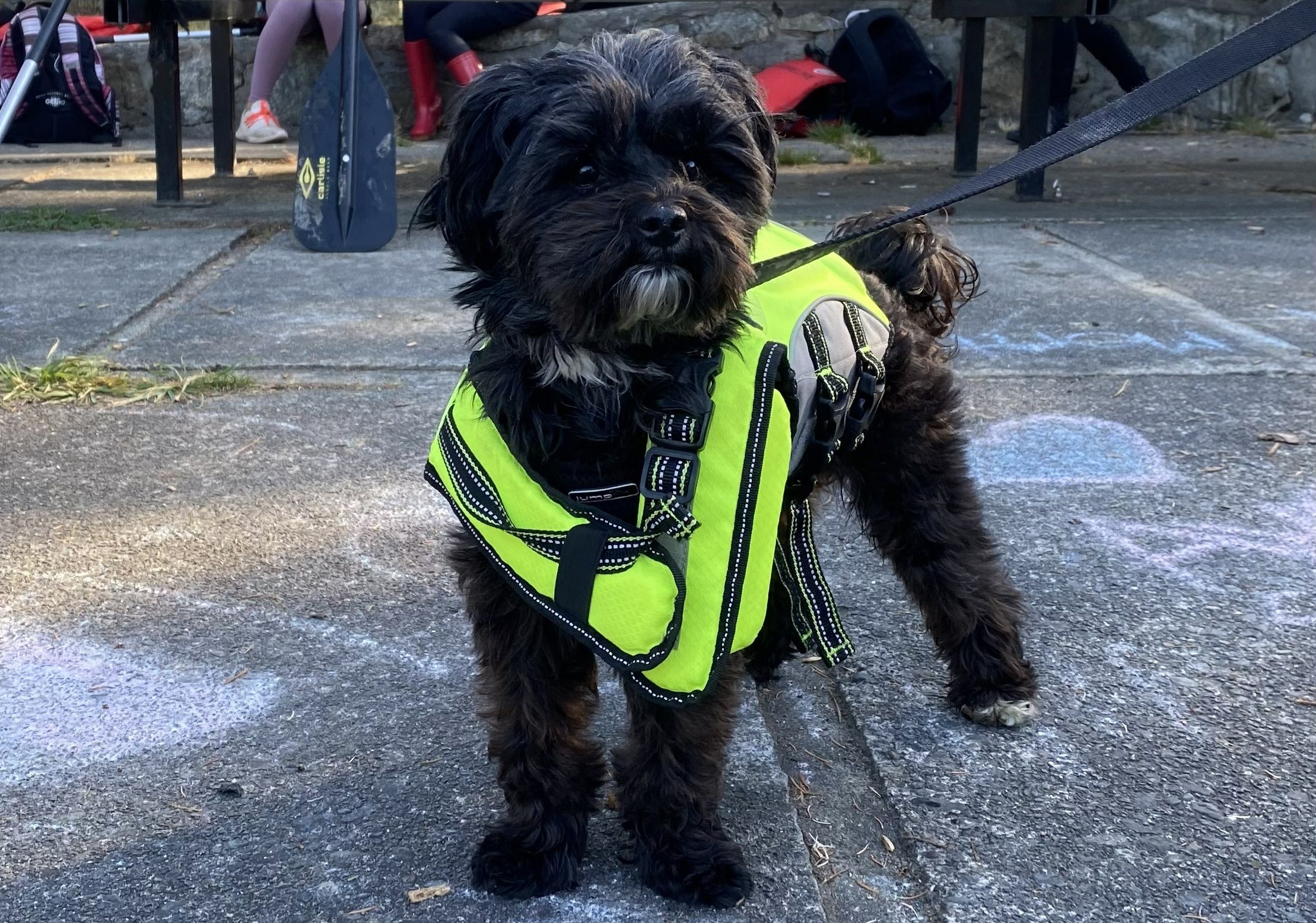 Victoria man calls for dogs to be leashed after support dog killed on Dallas Road