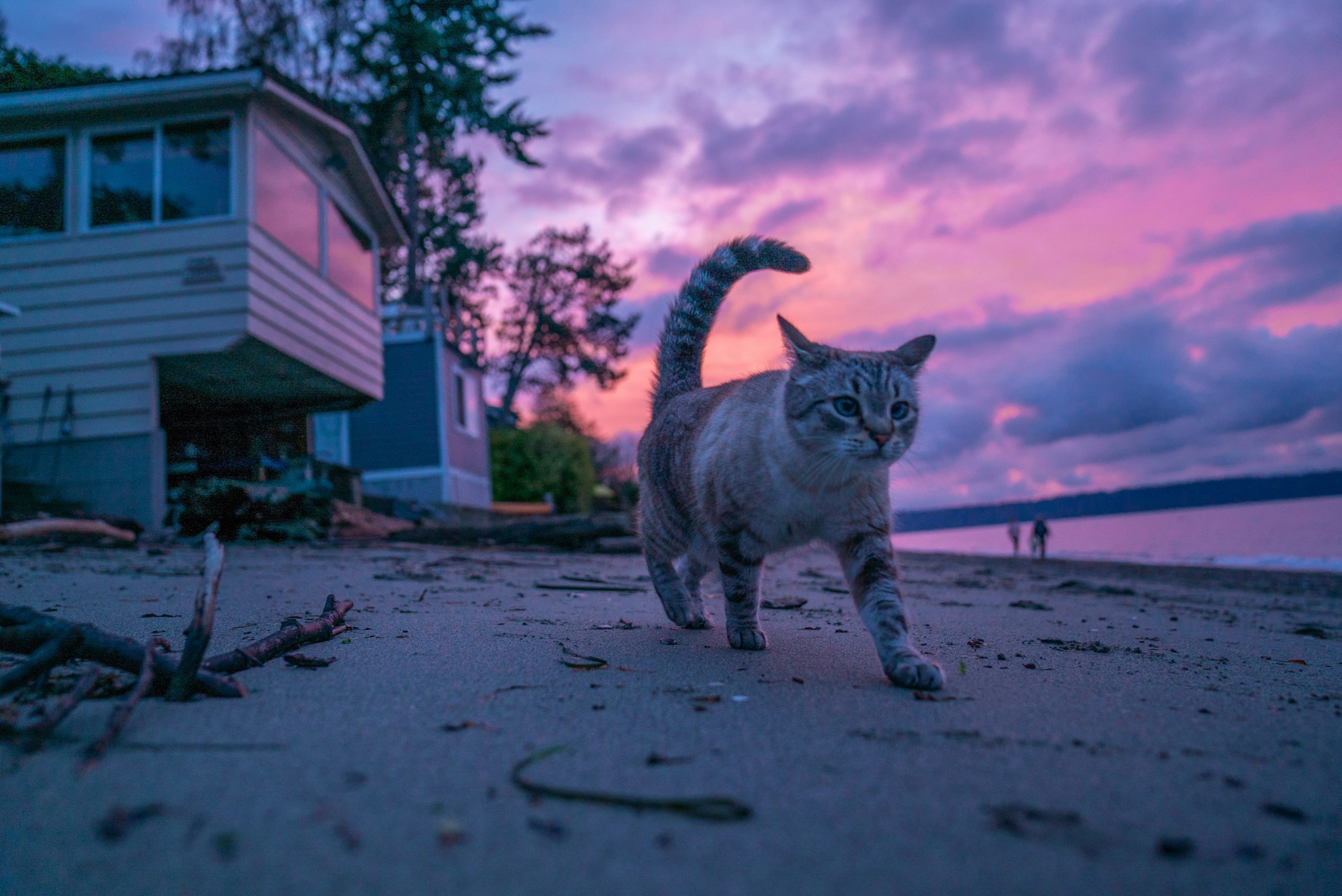 3 Vancouver Island communities among top cat-loving cities in Canada