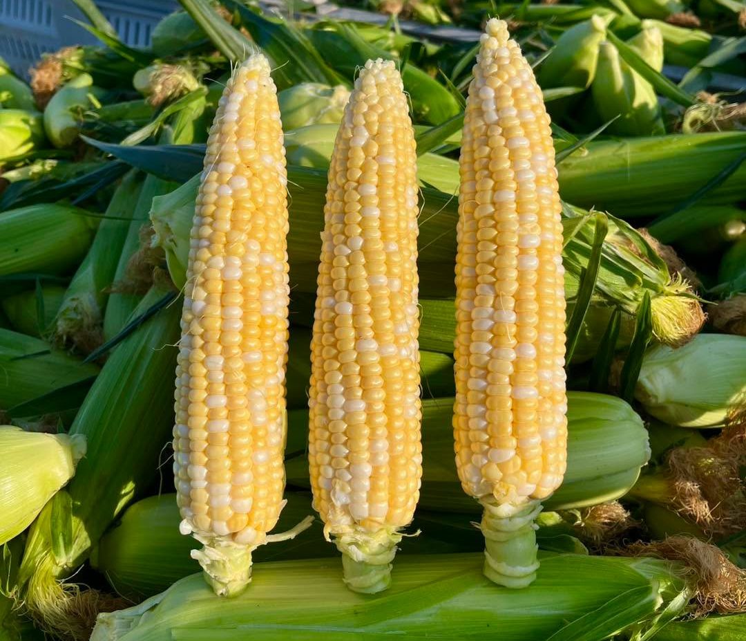 9 places to find fresh corn on the cob across Vancouver Island this summer