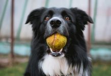Victoria launches new temporary foster pet program for people seeking treatment or housing