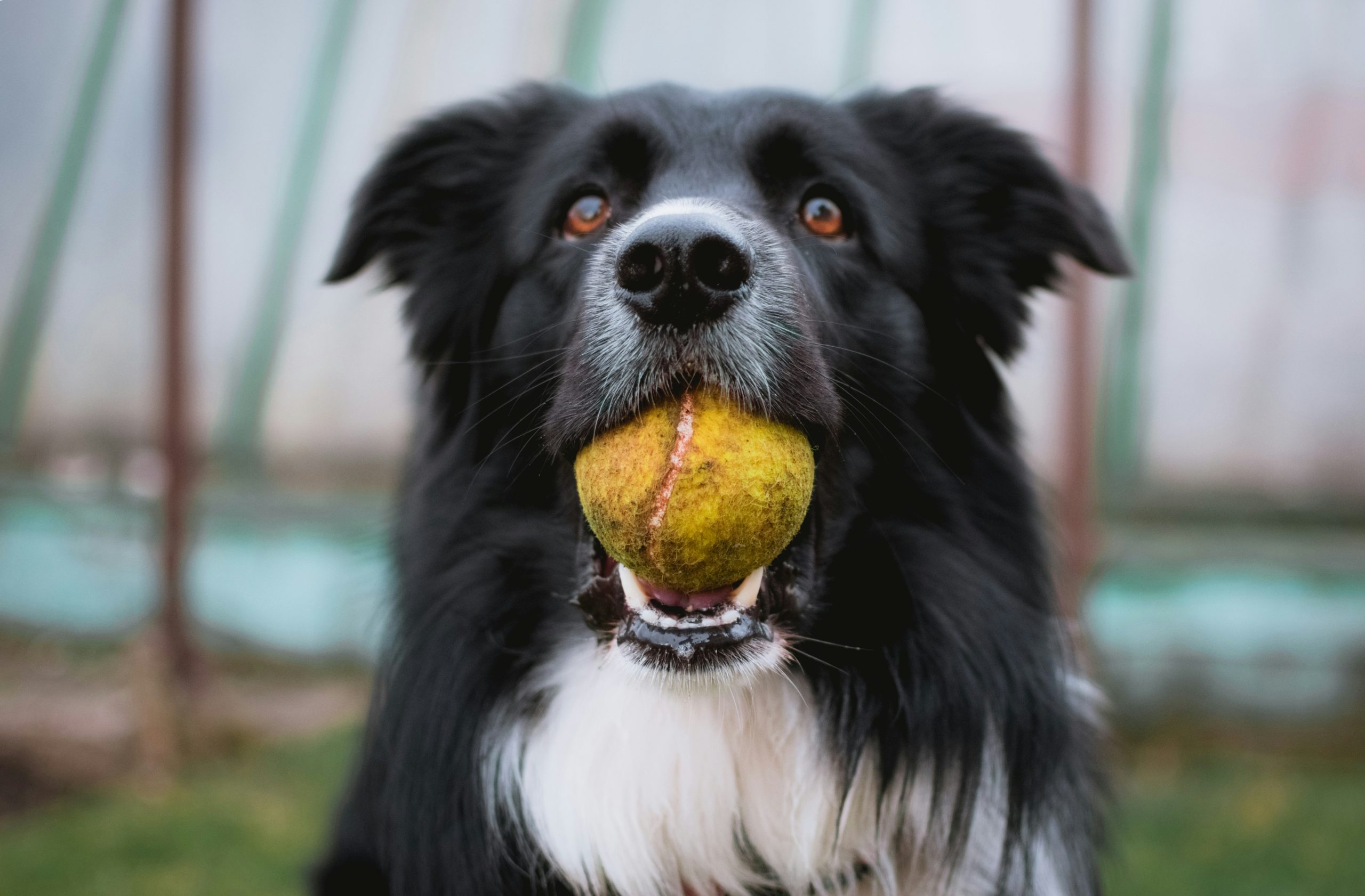 Bring your dogs to the Victoria HarbourCats game this weekend for a paw-sitively good time