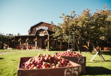 Merridale Cidery to celebrate fall with Harvest Season Festival this September