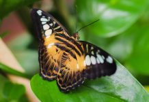 Victoria Butterfly Gardens pledges aid for Colombian butterfly farmer