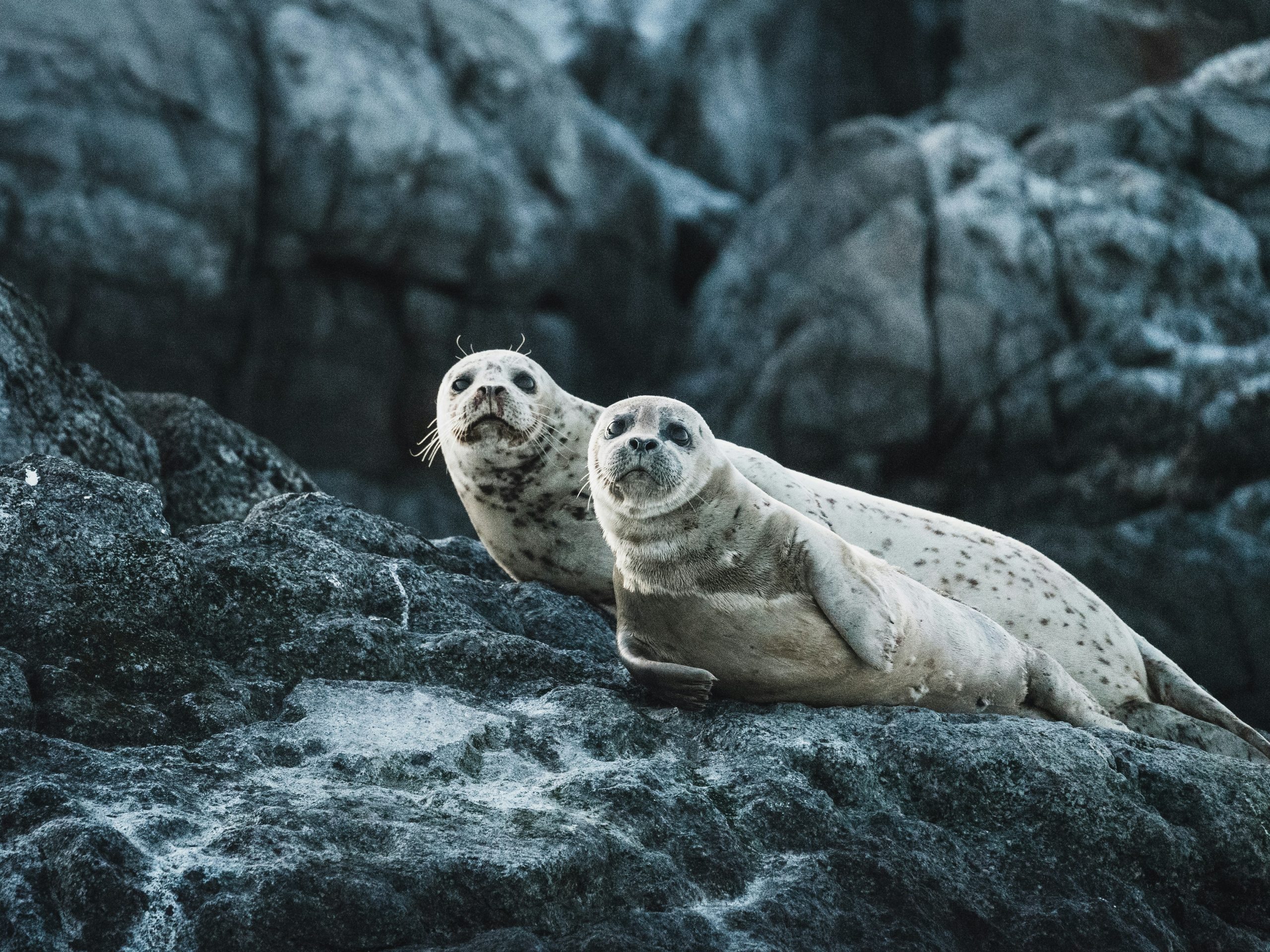 Parks Canada advises against trying to help seal pups who look sick or abandoned